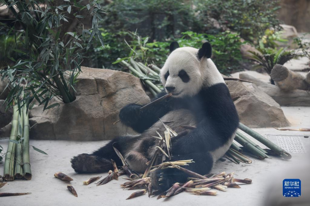 单机水果机无限币下载